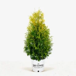 Yellow Ribbon Arborvitae -The Tree Center Yellow Ribbon Arborvitae 7G 01 jpg 600x600 1