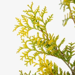 Yellow Ribbon Arborvitae -The Tree Center Yellow Ribbon Arborvitae 7G 02 600x600 1