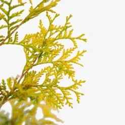 Yellow Ribbon Arborvitae -The Tree Center Yellow Ribbon Arborvitae 7G 03 600x600 1