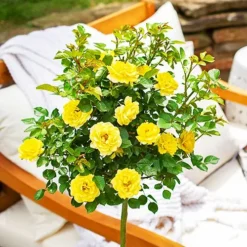 Yellow Sunblaze® Miniature Rose - Tree Form -The Tree Center Yellow Sunblaze Miniature Rose Tree Form 2 copy jpg webp