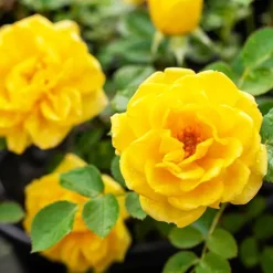 Yellow Sunblaze® Miniature Rose - Tree Form -The Tree Center Yellow Sunblaze Miniature Rose Tree Form 3 copy jpg webp