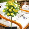 Yellow Sunblaze® Miniature Rose - Tree Form