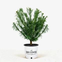 Yewtopia Plum Yew 8 Yewtopia Plum Yew -The Tree Center Yewtopia Plum Yew 3G 01 jpg 600x600 1