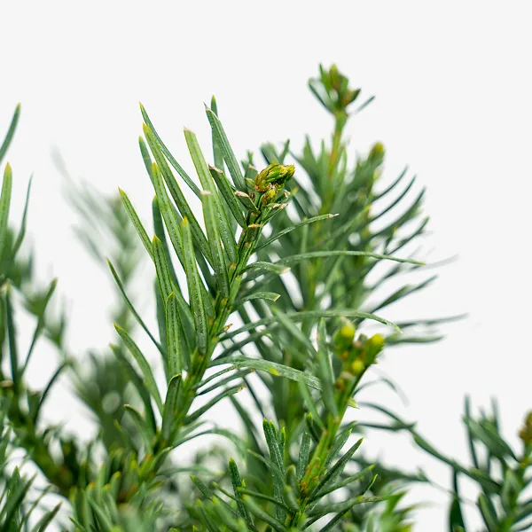 Yewtopia Plum Yew 3 Yewtopia Plum Yew - Image 3