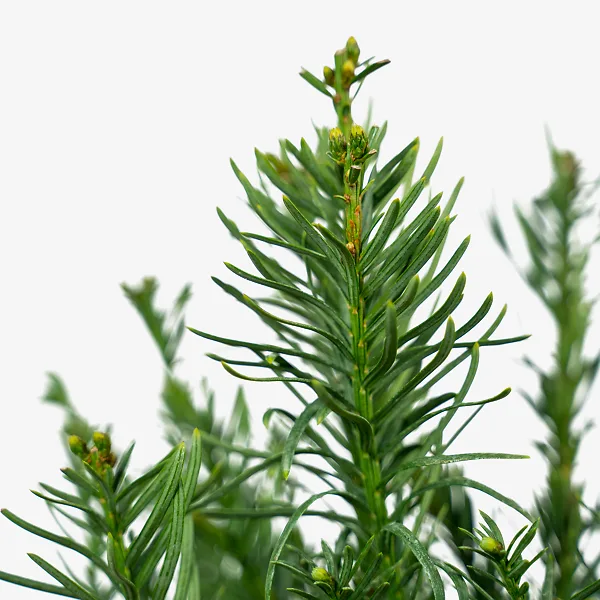 Yewtopia Plum Yew 2 Yewtopia Plum Yew - Image 2