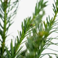 Yewtopia Plum Yew 9 Yewtopia Plum Yew -The Tree Center Yewtopia Plum Yew 3G 04 600x600 1