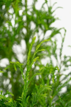 Yoshino Japanese Cryptomeria -The Tree Center Yoshino Japanese Cryptomeria 7G 03 copy 600x900 1