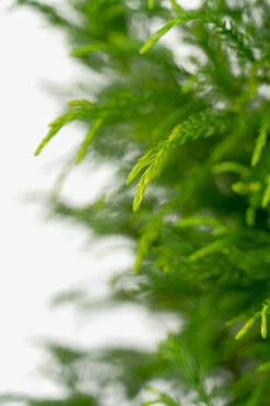 Yoshino Japanese Cryptomeria -The Tree Center Yoshino Japanese Cryptomeria 7G 04 copy 600x900 1