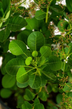Young Lady Pink Smoke Tree -The Tree Center Young Lady Pink Smoke Tree 3G 05 600x900 1