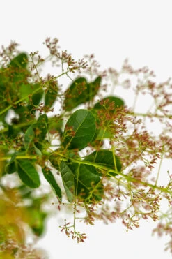 Young Lady Pink Smoke Tree -The Tree Center Young Lady Pink Smoke Tree 3G 06 600x900 1