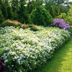 Yuki Snowflake® Deutzia -The Tree Center Yuki Snowflake Deutzia 2 copy jpg webp
