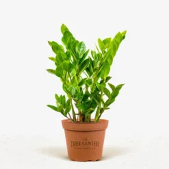 ZZ Plant -The Tree Center ZZ Plant 1G 01 jpg 600x600 1