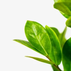 ZZ Plant -The Tree Center ZZ Plant 1G 03 copy 600x600 1