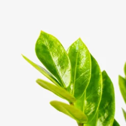 ZZ Plant -The Tree Center ZZ Plant 1G 05 copy 600x600 1