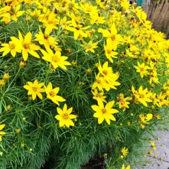Zagreb Coreopsis