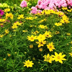 Zagreb Coreopsis -The Tree Center Zagreb Coreopsis 3 copy jpg webp