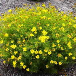 Zagreb Coreopsis -The Tree Center Zagreb Coreopsis 4 copy jpg webp