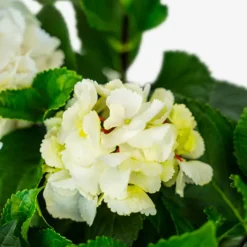 Zebra Hydrangea -The Tree Center Zebra Hydrangea 3G 02 copy 600x600 1