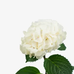 Zebra Hydrangea -The Tree Center Zebra Hydrangea 3G 03 copy 600x600 1