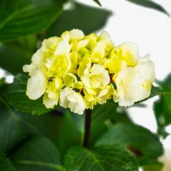 Zebra Hydrangea -The Tree Center Zebra Hydrangea 3G 05 copy 600x600 1