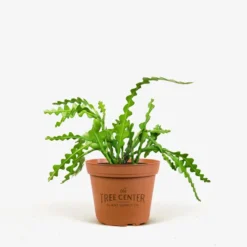 Zig-Zag Cactus -The Tree Center Zig Zag Cactus 6in 01 1 jpg 600x600 1