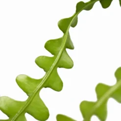 Zig-Zag Cactus -The Tree Center Zig Zag Cactus 6in 04 new 600x600 1