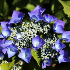 Zorro Hydrangea 5 Zorro Hydrangea -The Tree Center Zorro Hydrangea 1 600x600 1