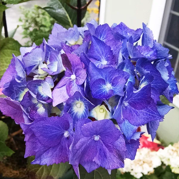 Zorro Hydrangea 2 Zorro Hydrangea - Image 2