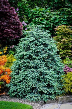 Blue Spanish Fir -The Tree Center abies pinsapo 1 600x900 1