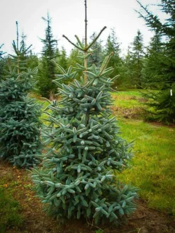 Blue Spanish Fir -The Tree Center abies pinsapo 2 jpg webp