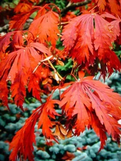 Fernleaf Full-Moon Japanese Maple -The Tree Center acer japonicum aconitfolium 3 jpg webp