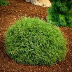 Mr. Bowling Ball Arborvitae 7 Mr. Bowling Ball Arborvitae -The Tree Center admin ajax jpeg webp