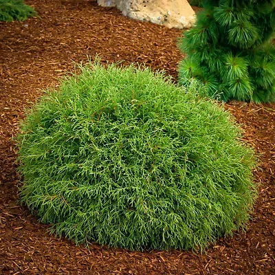 Mr. Bowling Ball Arborvitae 3 Mr. Bowling Ball Arborvitae - Image 3