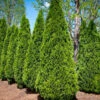 American Arborvitae