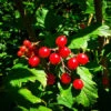 American Cranberry Viburnum