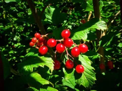 American Cranberry Viburnum