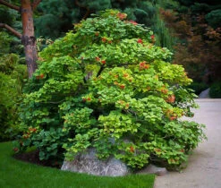 American Cranberry Viburnum -The Tree Center american cranberry 2 600x511 1