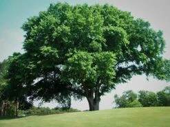 American Elm Tree