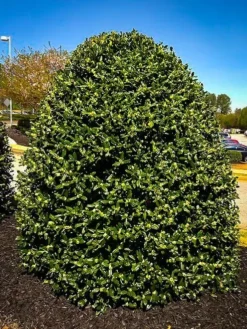American Holly