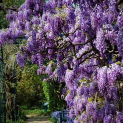 Amethyst Falls Wisteria 8 Amethyst Falls Wisteria -The Tree Center amethyst falls wisteria 600x600 1