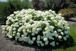 Annabelle Hydrangea -The Tree Center annabelle hydrangea 2 600x400 1