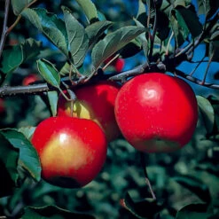 Jonagold Apple Tree