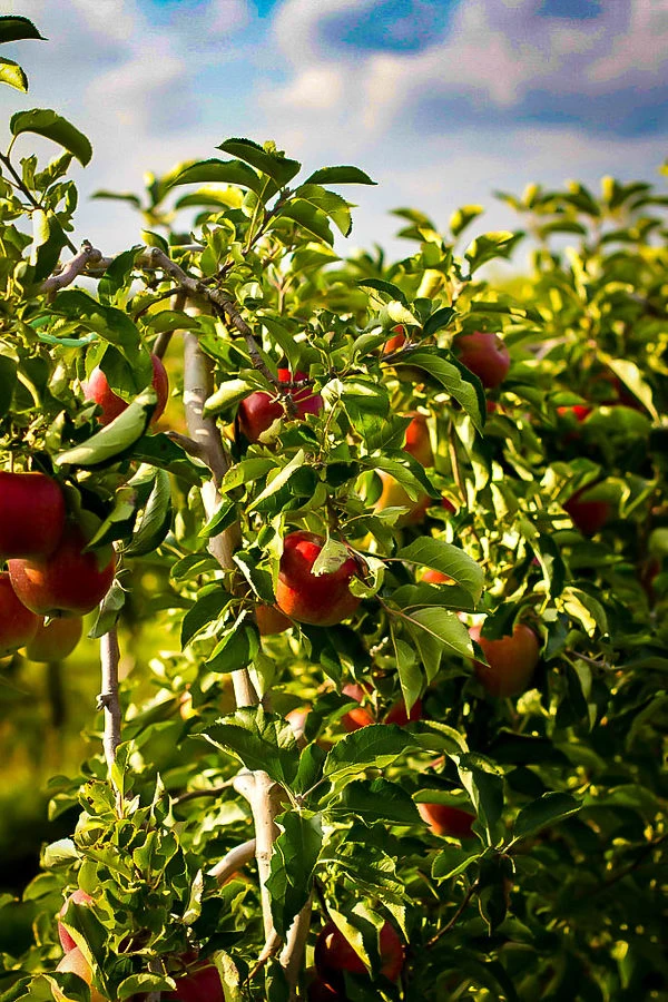 Jonagold Apple Tree 3 Jonagold Apple Tree - Image 3