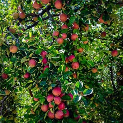 Stayman Apple Tree -The Tree Center apple stayman 2 600x600 1