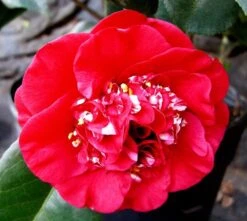 April Tryst Camellia -The Tree Center april tryst camellia 1 1 600x537 1