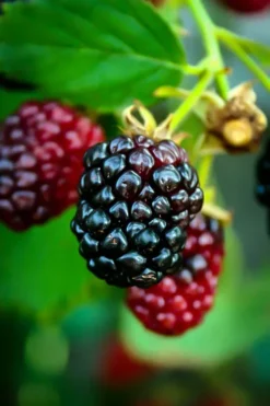 Arapaho Thornless Blackberry Bush -The Tree Center arapaho blackberry 3 jpg webp
