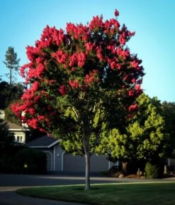 Arapaho Crape Myrtle