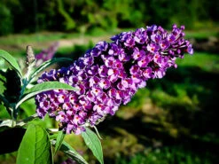 Buddleia Asian Moon Butterfly Bush -The Tree Center asian moon butterfly bush 1 600x450 1