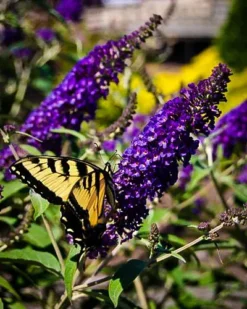 Buddleia Asian Moon Butterfly Bush -The Tree Center asian moon butterfly bush 2 jpg webp