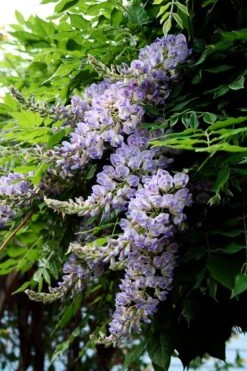 Aunt Dee Kentucky Wisteria